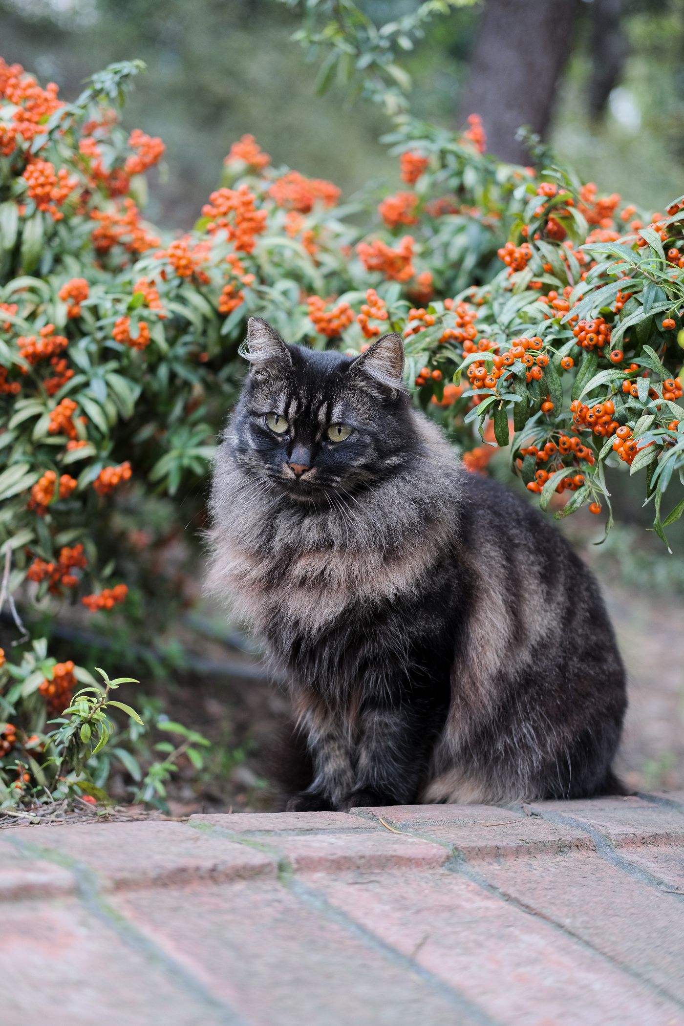 Close crop of a Siberian cat's large expressive eyes