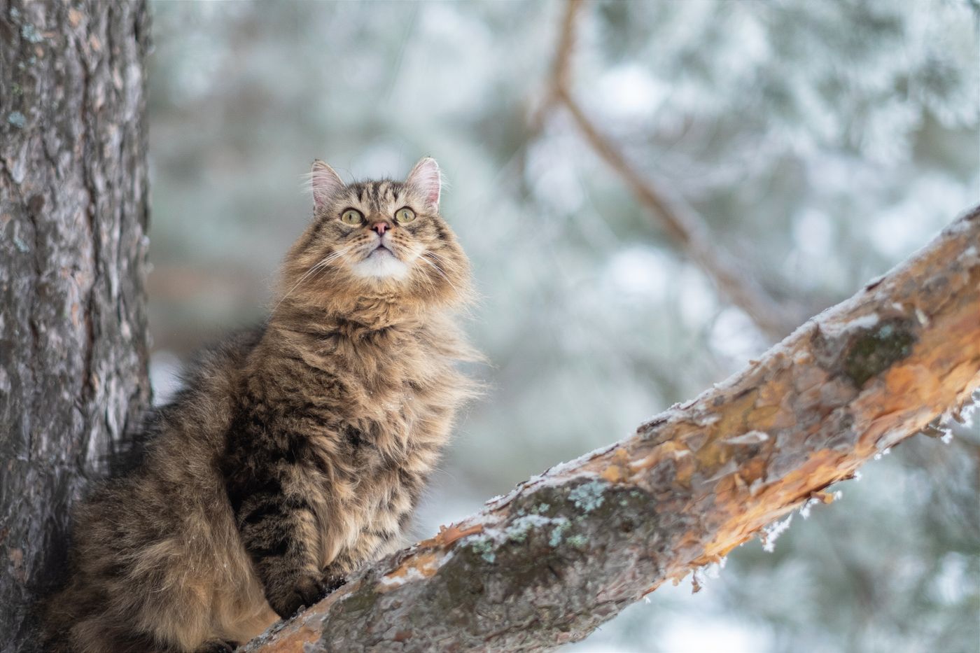 Tofik, a fluffy Siberian kitten exploring outdoors in the snow