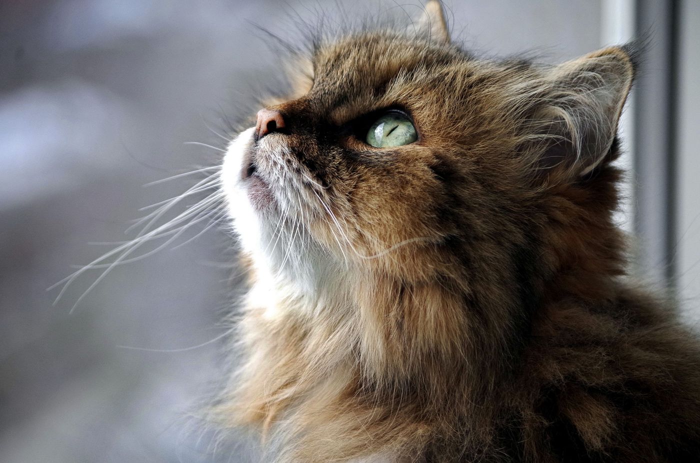 Mira, a green-eyed tabby Siberian kitten sitting in warm window light